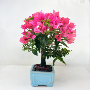 Bougainvillea