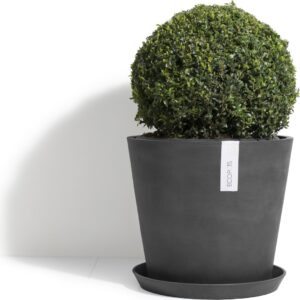 Ehretia Ball Shape