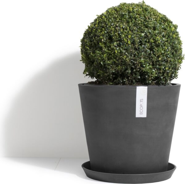 Ehretia Ball Shape