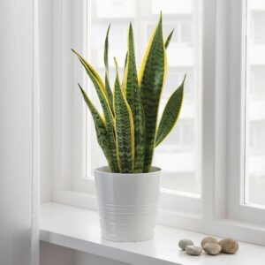 Sansevieria (Snake Plant)