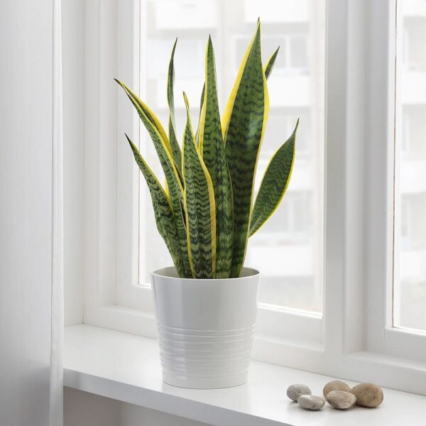 Sansevieria (Snake Plant)