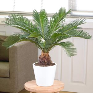Cycas Revoluta