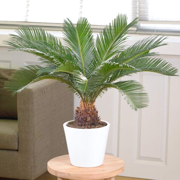 Cycas Revoluta