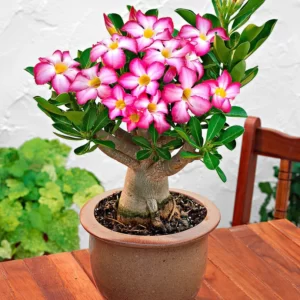 Adenium Obesum