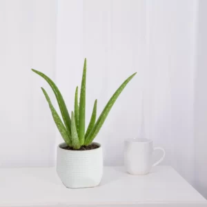 Aloe Vera Plant