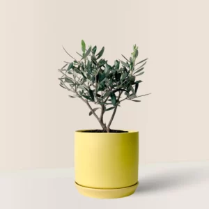 Olea Europaea (Olives)