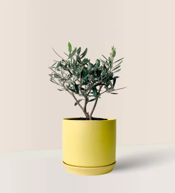 Olea Europaea (Olives)