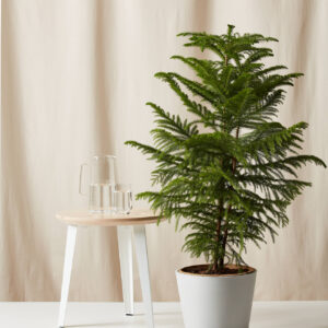 Araucaria Plant