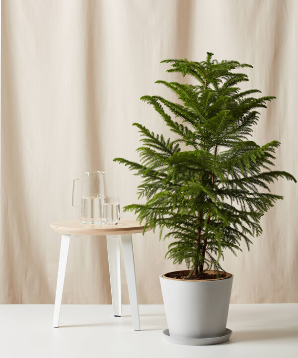 Araucaria Plant