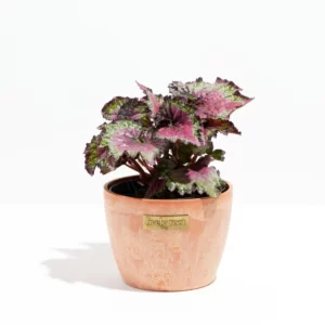 Begonia