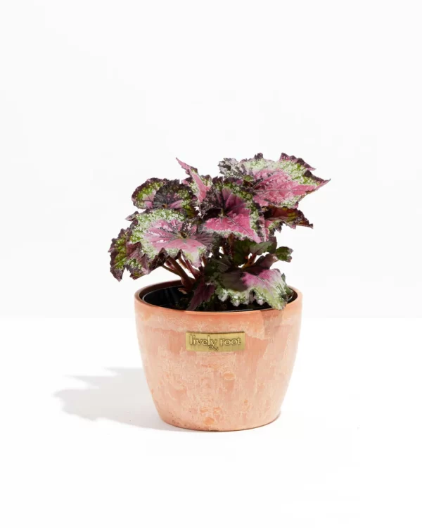 Begonia