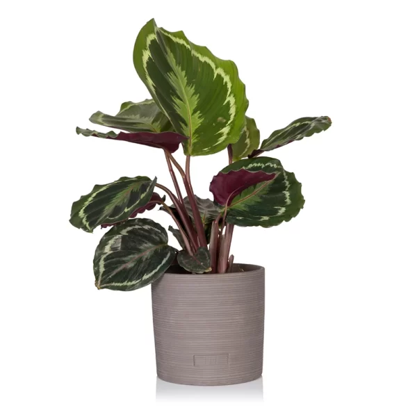 Calathea