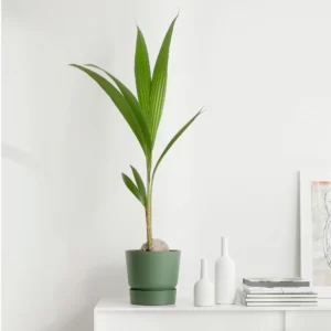 Coconut Palm