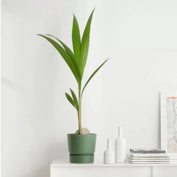 Coconut Palm