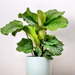 Calathea
