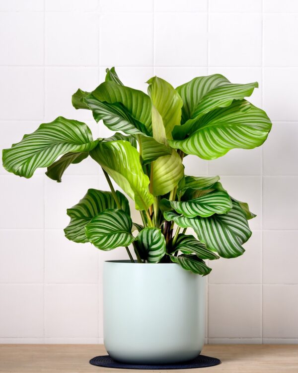 Calathea