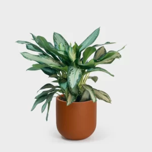 Aglaonema Silver