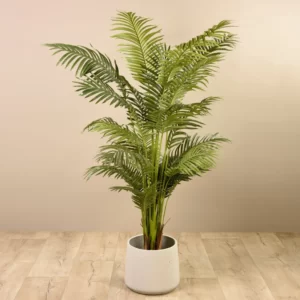 Areca Palm