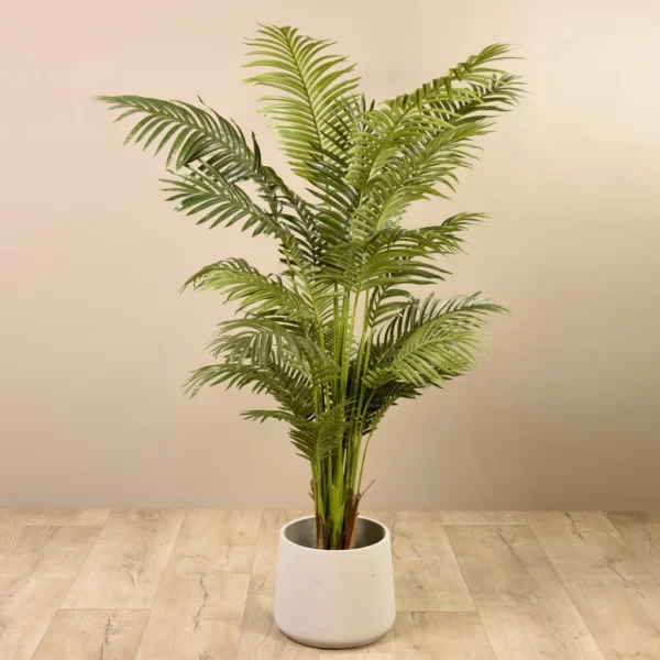 Areca Palm