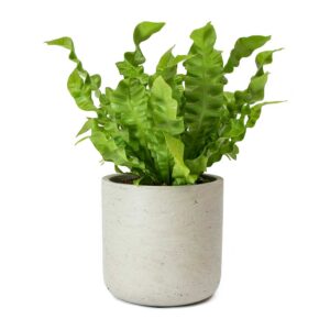 Asplenium