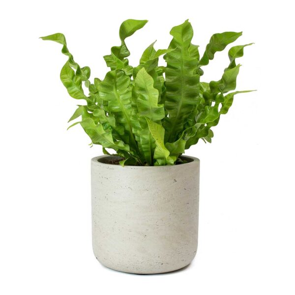 Asplenium