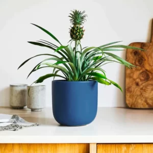 Ananas Comosus