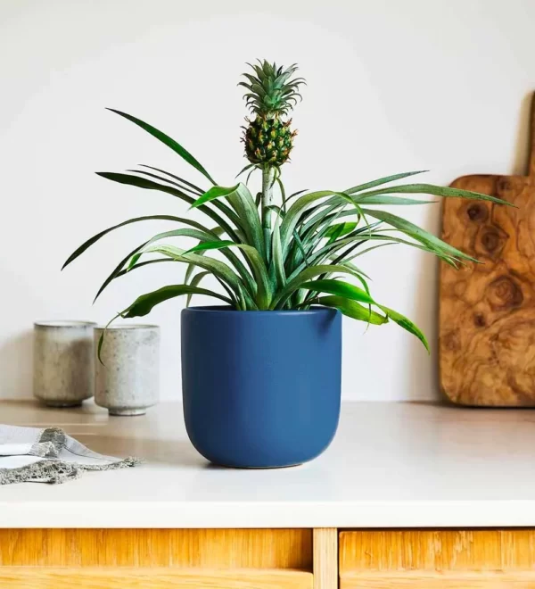 Ananas Comosus