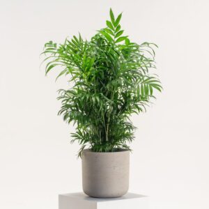 Chamaedorea Elegans