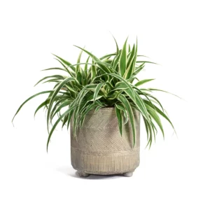 Spider Plant