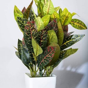 Croton Petra