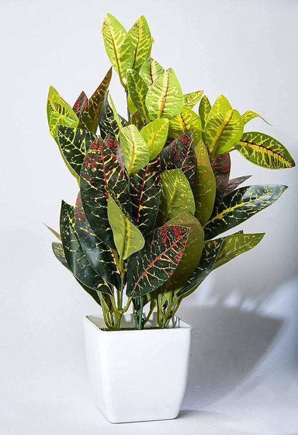 Croton Petra