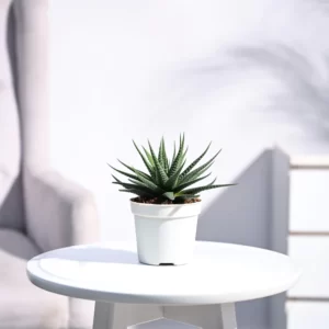 Zebra Haworthia