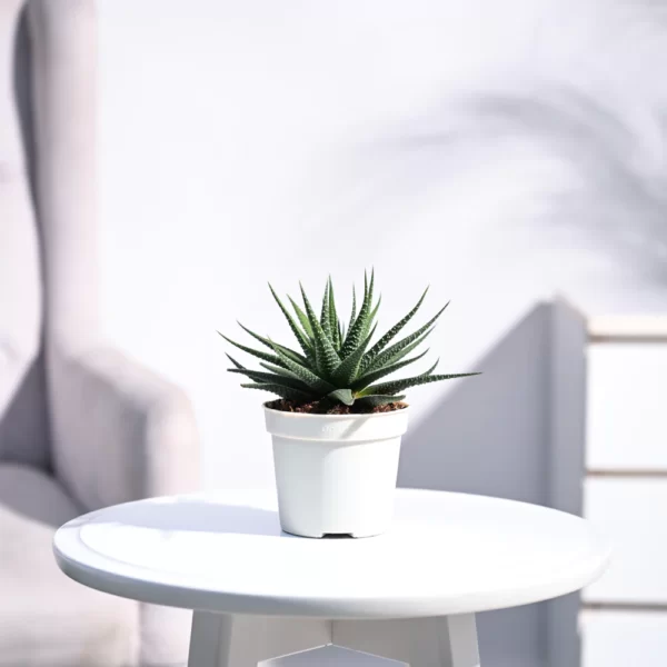 Zebra Haworthia