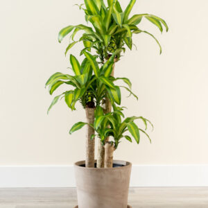 Dracaena
