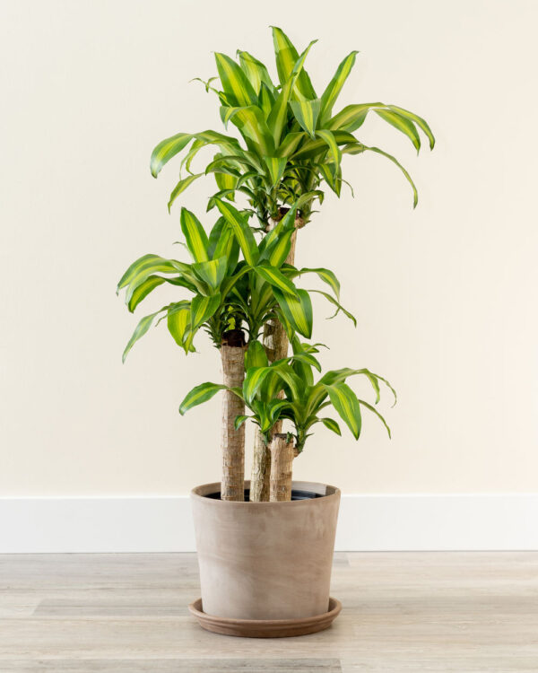 Dracaena