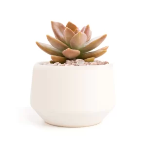 Echevaria