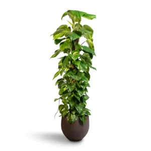 Epipremnum Mosstok