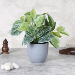Fittonia
