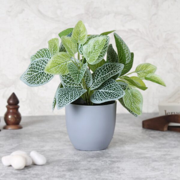 Fittonia