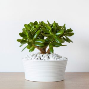 Crassula Ovata