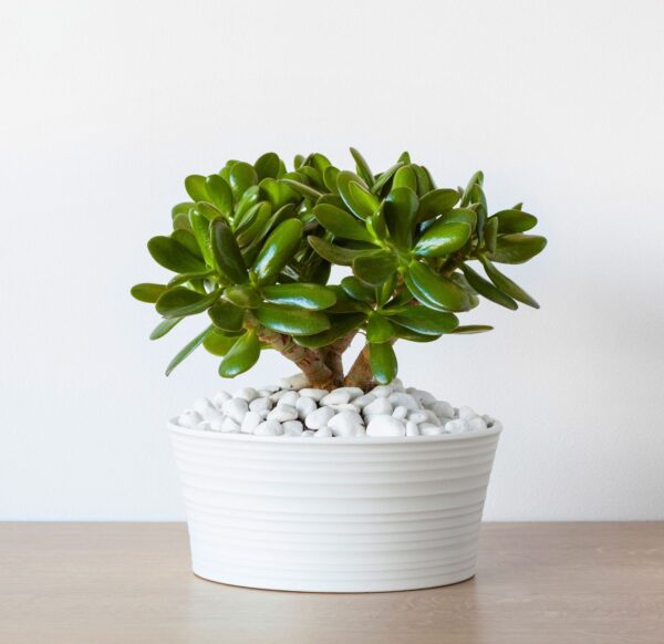 Crassula Ovata
