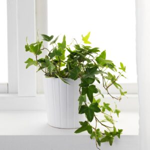 Hedera