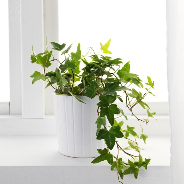 Hedera