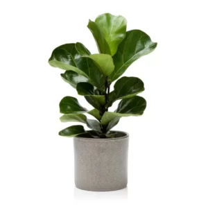Ficus Lyarata