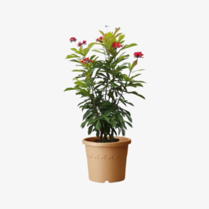 Jatropha