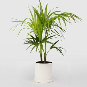 Kentia Palm