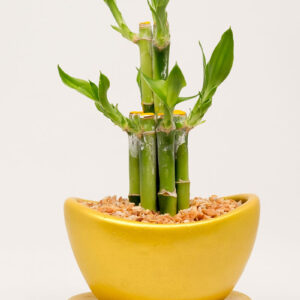Lucky Bamboo Sticks