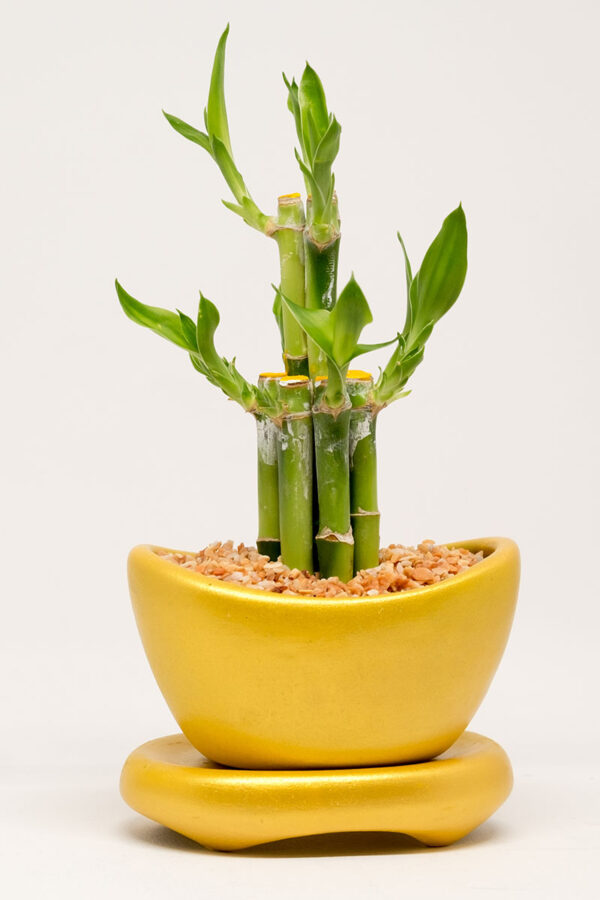 Lucky Bamboo Sticks