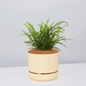 Nephrolepis