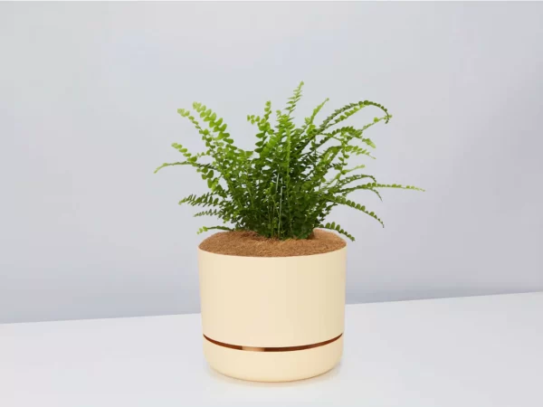 Nephrolepis